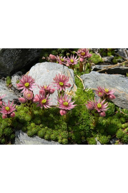 Молодило гірське | Sempervivum montanum | Молодило горное